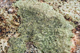 Image of wart lichen