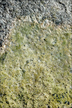 Image of wart lichen