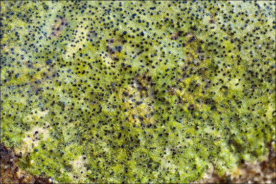 Image of wart lichen