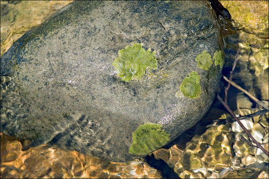 Image of wart lichen