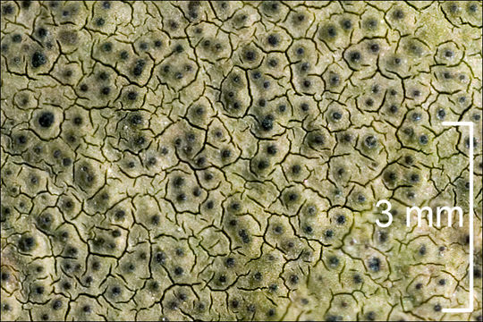 Image of wart lichen