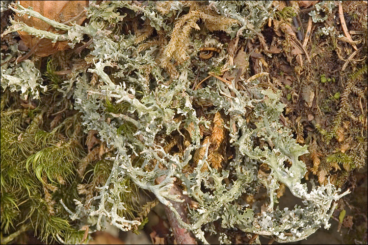 Image of <i>Cladonia furcata</i>
