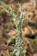 Image of <i>Cladonia furcata</i>