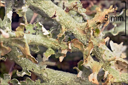 Image of <i>Cladonia furcata</i>