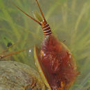 Image of Vernal pool tadpole shrimp