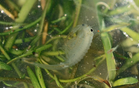 Image of Conservancy Fairy Shrimp