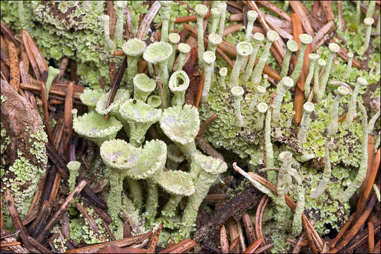 Image of cup lichen