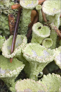 Image of cup lichen