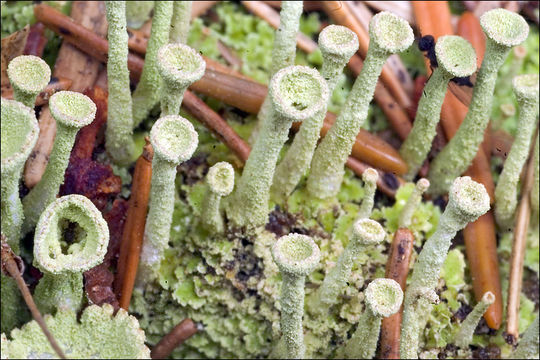 Image of cup lichen