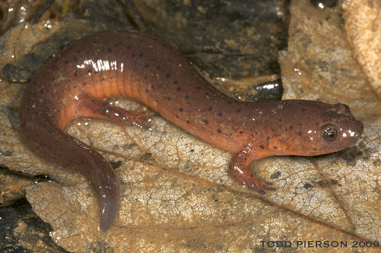 Image of Eastern Mud Salamander