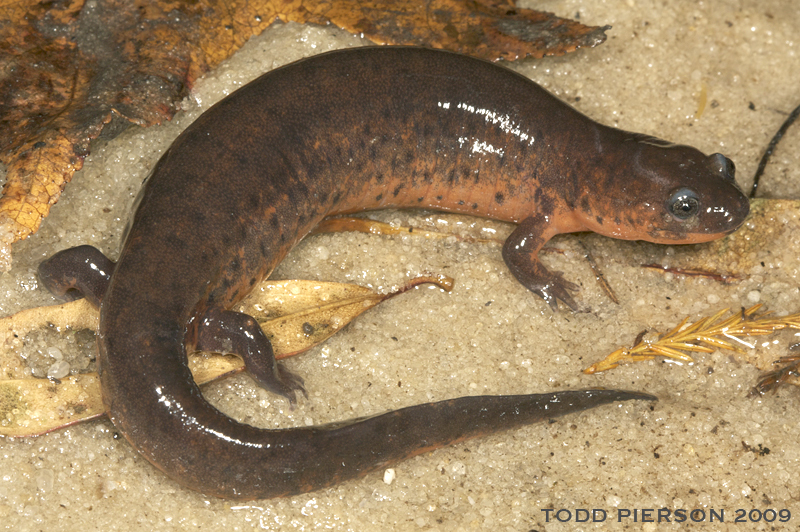 Image of Eastern Mud Salamander