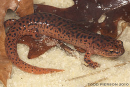 Image of Red Salamander