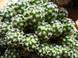 Image of Mammillaria saboae subsp. haudeana (A. B. Lau & K. Wagner) D. R. Hunt