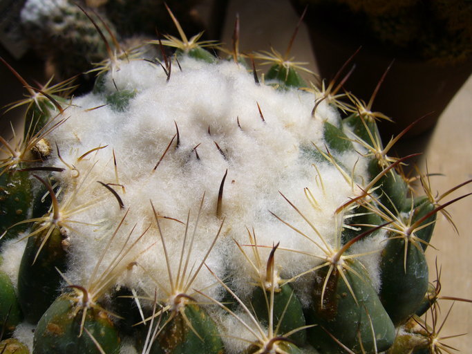 Image of Chihuahuan Foxtail Cactus
