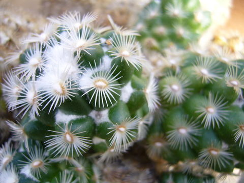 Image of Chihuahuan beehive