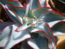 Image of Echeveria subrigida (Robins. & Seaton) Rose ex Britton & Rose