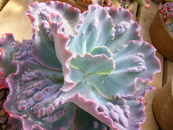 Plancia ëd Echeveria gibbiflora DC.