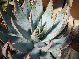 صورة Aloe peglerae Schönland