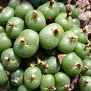 Image of Conophytum minutum (Haw.) N. E. Br.