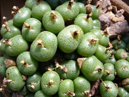 Image of Conophytum minutum (Haw.) N. E. Br.