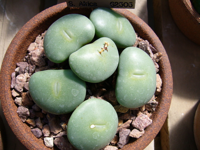 Image of Conophytum wettsteinii (Berger) N. E. Br.