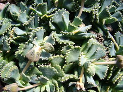 Imagem de Aloinopsis malherbei (L. Bol.) L. Bol.