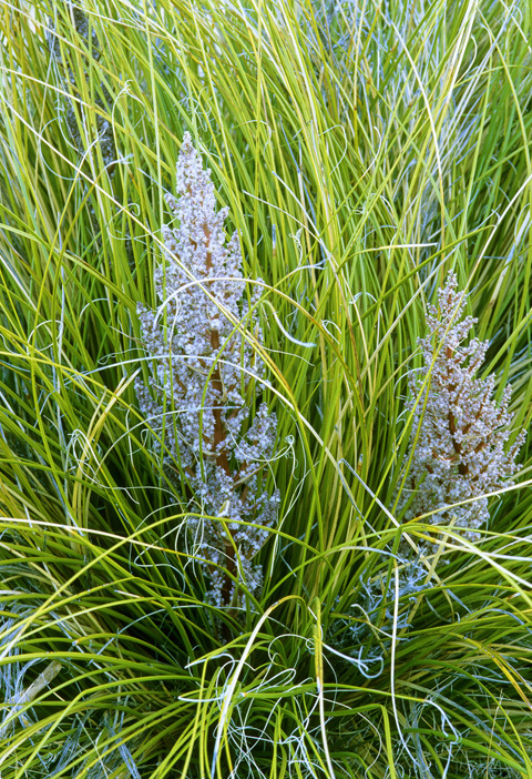 Image of woodland beargrass