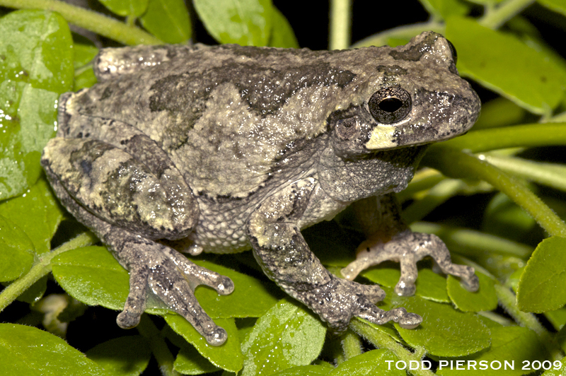 Image of Common Gray Treefrog