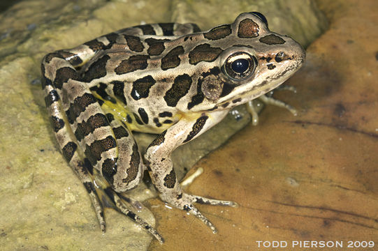 Image of pickerel frog