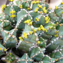 Imagem de Euphorbia makallensis S. Carter