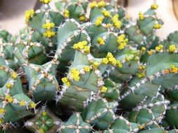 Imagem de Euphorbia makallensis S. Carter