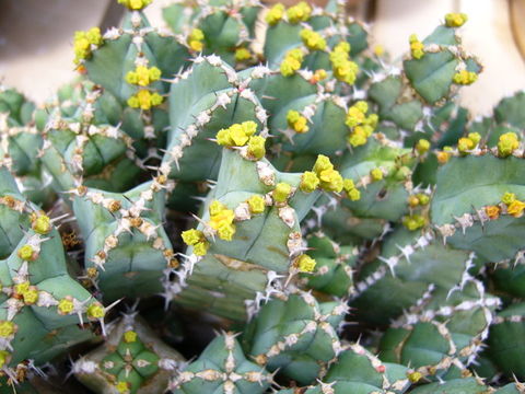 Image de Euphorbia makallensis S. Carter