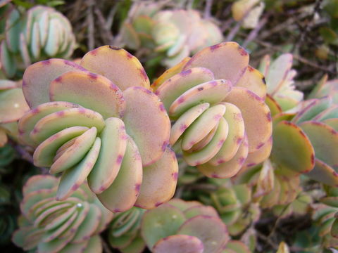 Image of Kalanchoe marnieriana Jacobsen