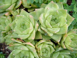 Haworthia cymbiformis var. cymbiformis resmi