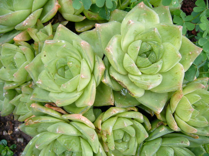 Haworthia cymbiformis var. cymbiformis resmi