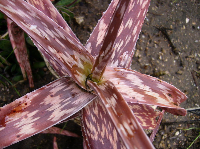 Image of Aloe suffulta Reynolds