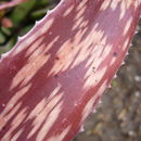 Image of Aloe suffulta Reynolds