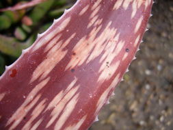 Image of Aloe suffulta Reynolds