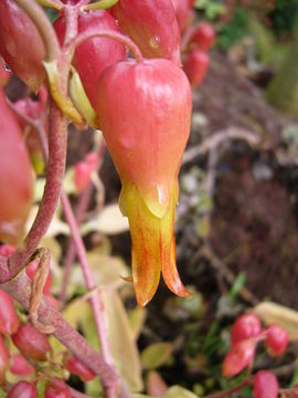 Kalanchoe mortagei resmi