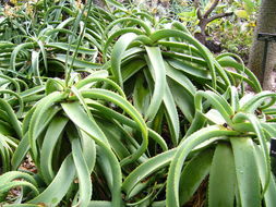 Image of Aloe vanbalenii Pillans