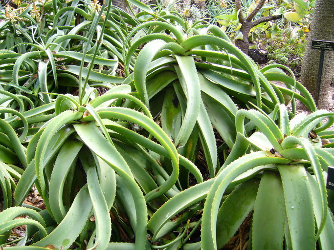 Image of Aloe vanbalenii Pillans