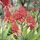 Image of <i>Aloe berhana</i>