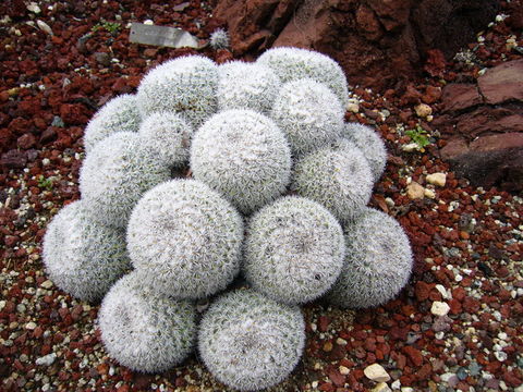 صورة Mammillaria geminispina Haw.