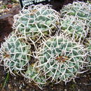 Image of Mammillaria magnimamma Haw.