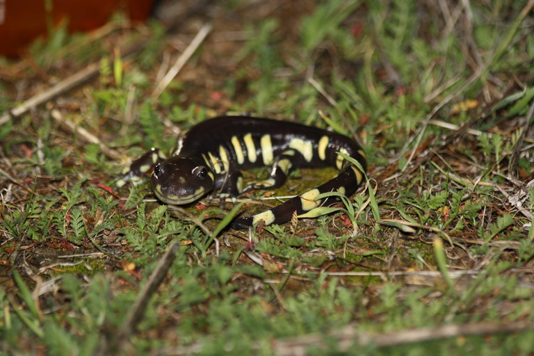 Image of California Tiger Salamander