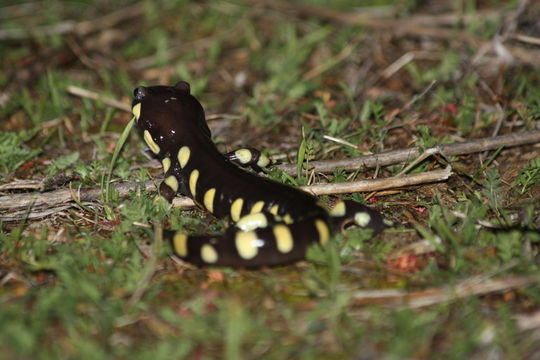 Image of California Tiger Salamander