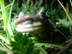 Image of California Tiger Salamander