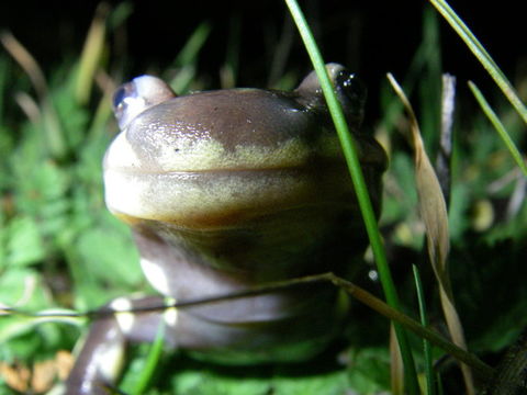 Image of California Tiger Salamander