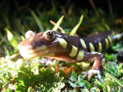 Image of California Tiger Salamander