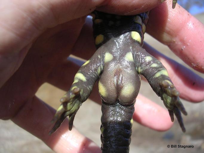 Image of California Tiger Salamander